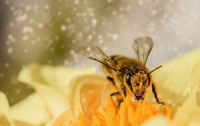 Kako Srbija štiti pčele od trovanja?
