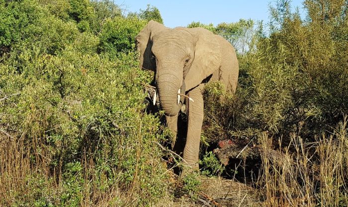 Sud odbio zahtev da se slonovima dodeli status osobe