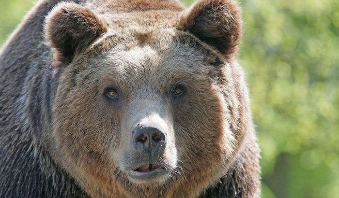 Medved oduzet u Srbobranu zbrinut u Švajcarskoj