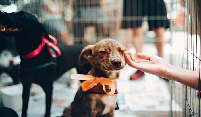 Firma angažovana za hvatanje pasa u Temerinu tvrdi da je sve pse "dala na udomljavanje", a od pasa ni traga, ni glasa