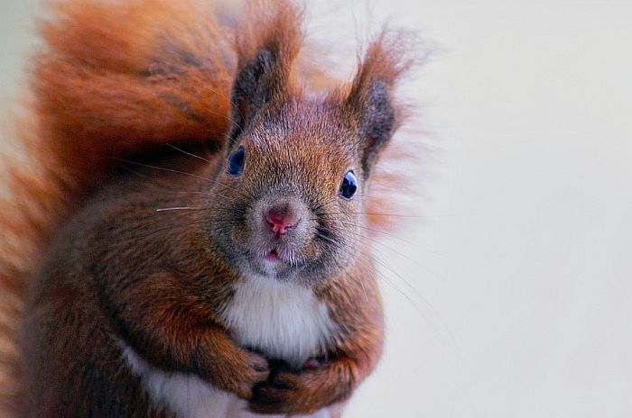 Stanovnici Njujorka imaju problema sa agresivnim vevericama