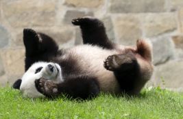 Obnavlja se diplomatska praksa između Kine i SAD: Zoo vrt u San Dijegu dobija dve pande