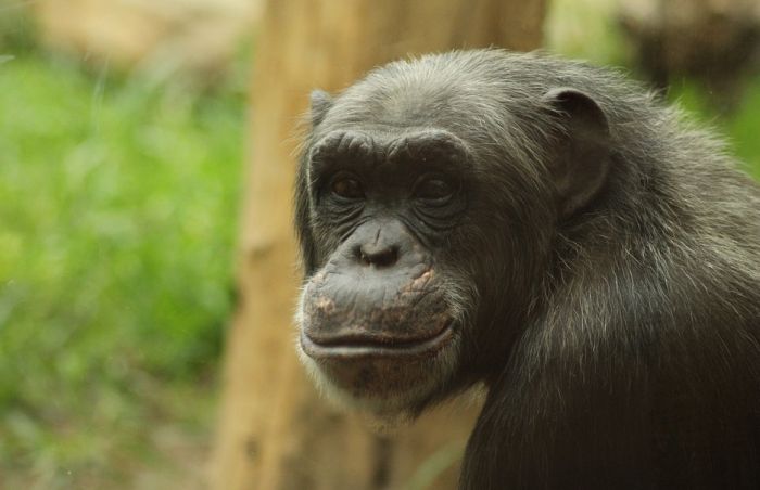 Šimpanze jedu i kornjače