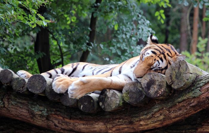 Najmanje 11 tigrova ubili zbog verskog rituala