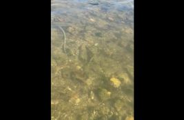 VIDEO: Dunav u Novom Sadu otkrio ostatke utvrđenja iz 17. veka