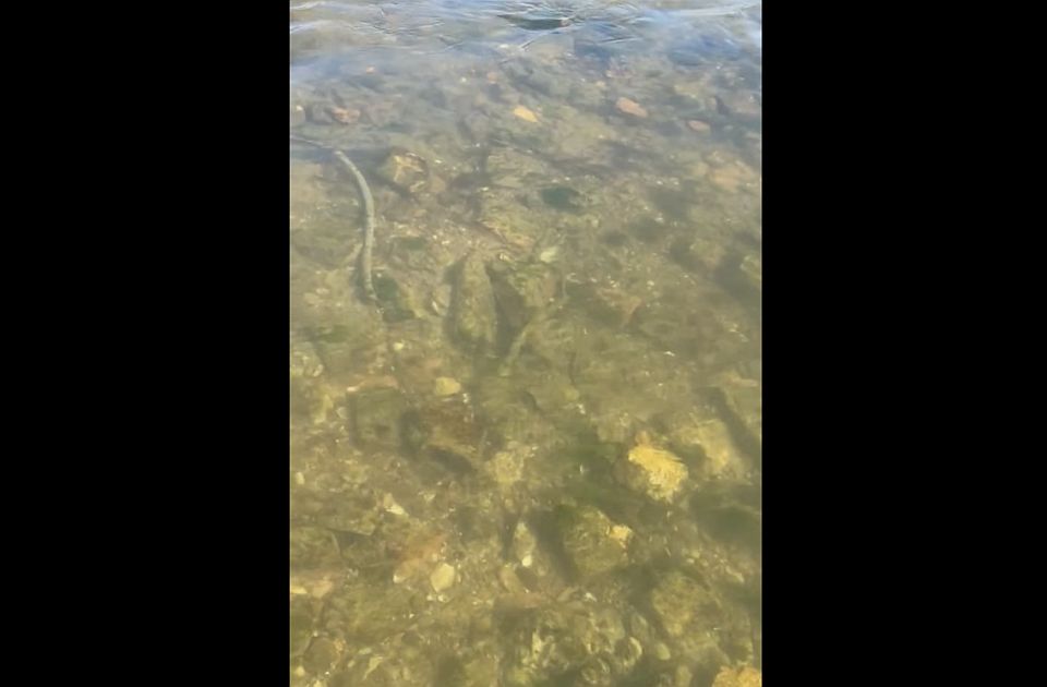VIDEO: Dunav u Novom Sadu otkrio ostatke utvrđenja iz 18. veka