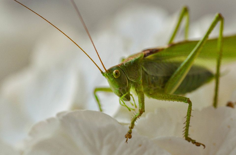 VIDEO: Insekti ponovo na jelovnicima restorana u Japanu