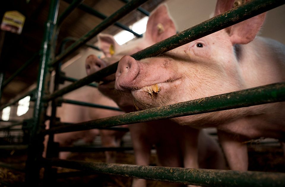 Srbija bi mogla da ostane bez ijedne svinje