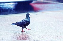 Sutra mahom sunčano, a onda: Pljuskovi, kiša, pljuskovi