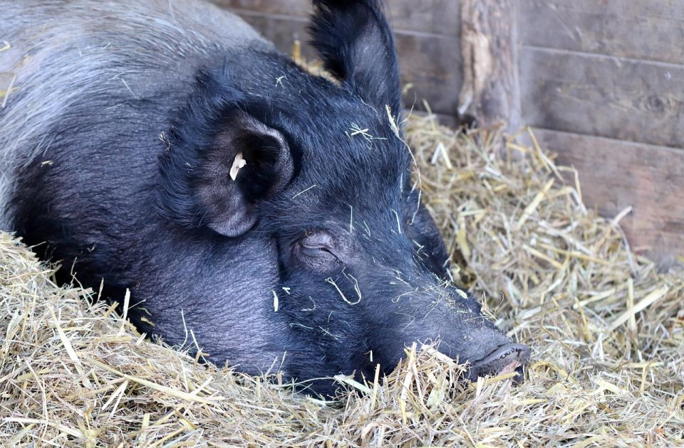 Ministarstvo poljoprivrede: Inspekcija na terenu zatekla više od 30 životinjskih leševa Ministarstvo poljoprivrede: Inspekcija na terenu zatekla više od 30 životinjskih leševa