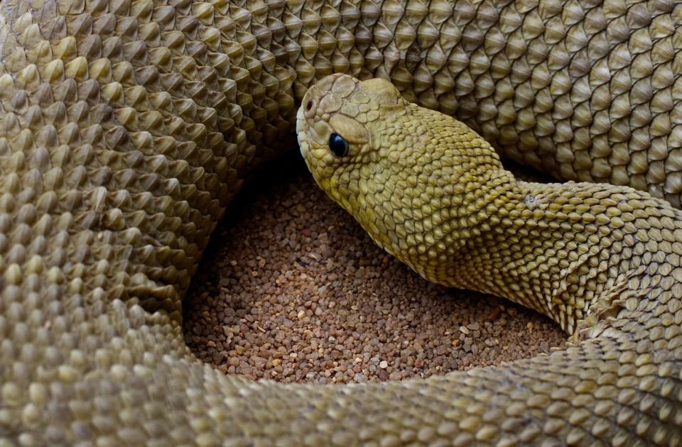 Ujela ga sopstvena zmija, pa morao da plati kaznu što ju je uopšte i držao