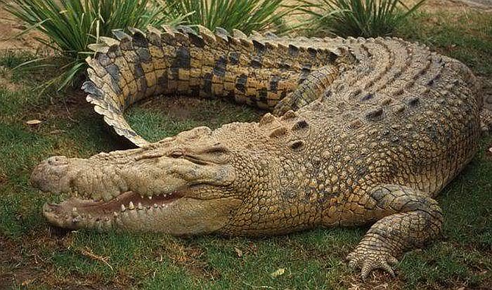 Ruska policija naišla na krokodila u podrumu