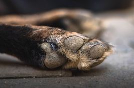 Na smrt izgladneo više od 1.200 pasa i mačaka, osuđen na tri godine zatvora