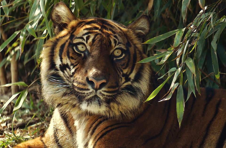 Tigar uginuo zbog zdravstvenih komplikacija prouzrokovanih kovidom