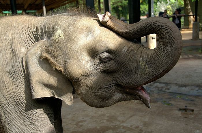 Advokat traži da se slonicama prizna status ličnosti