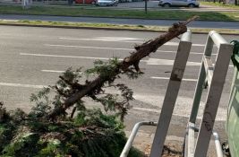FOTO Novosađani pišu: Neko je posekao drvo i postavio ga kraj kontejnera