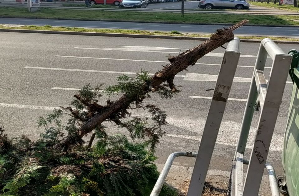FOTO Novosađani pišu: Neko je posekao drvo i postavio ga kraj kontejnera