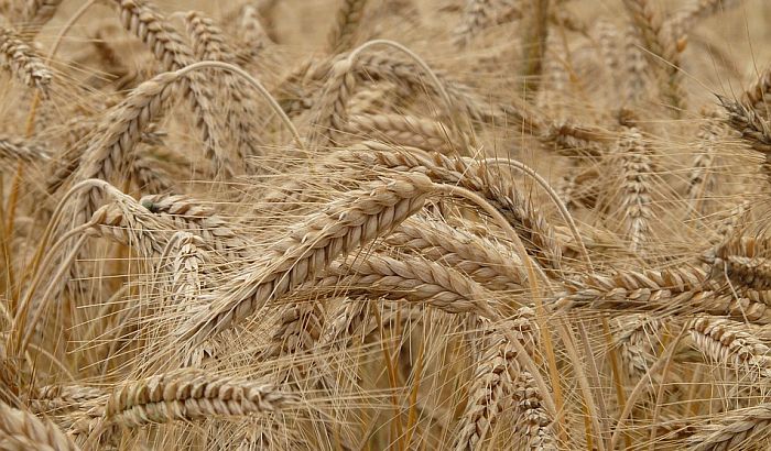 "Više od milion tona pšenice za izvoz"