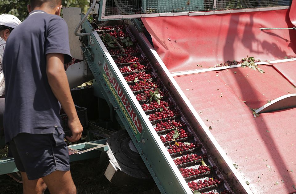VIDEO: Kako je poljoprivrednik iz Rume pomoću "zmaja" došao do bolje berbe višanja VIDEO: Kako je poljoprivrednik iz Rume pomoću "zmaja" došao do bolje berbe višanja