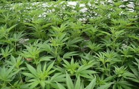 Njujork 15. američka država koja je legalizovala marihuanu