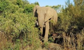 Slonovi ubili dvoje turista u Zambiji