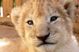 Subotički zoo vrt dobio novog direktora, ali je smrt lavića i dalje misterija