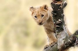 Mladunče lava u Budvi čeka premeštaj u Afriku