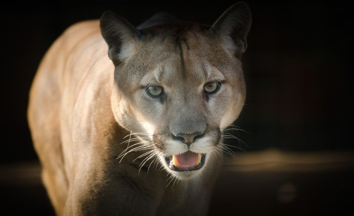 Puma napala bicikliste u Sijetlu