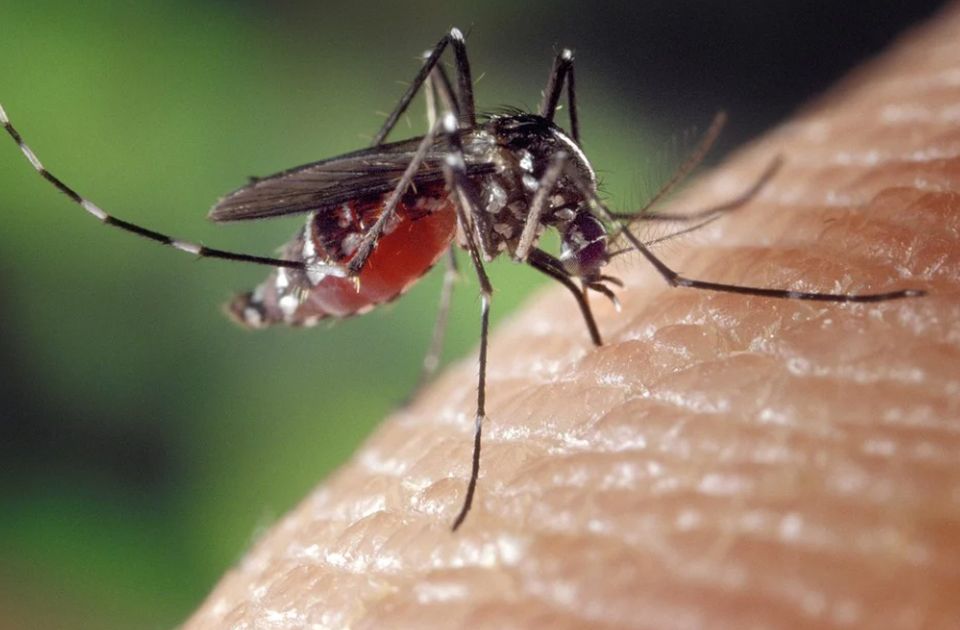 FOTO: Bačka Palanka se protiv komaraca bori i specijalnim bilbordima