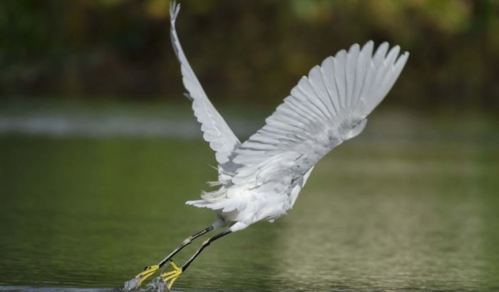 Labudovo jezero prepušteno nemaru