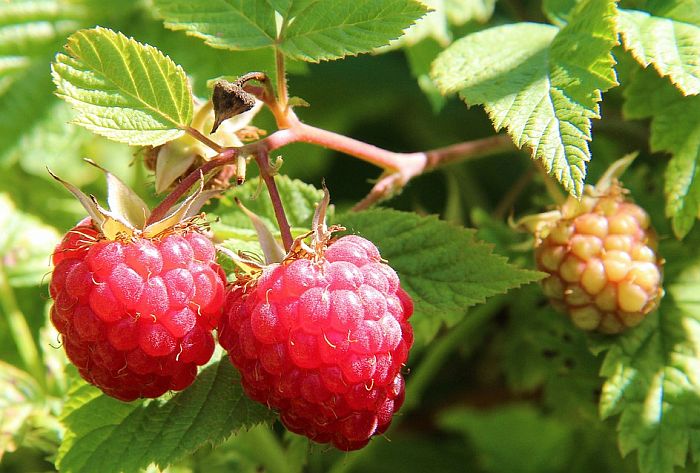 Novosađanin uzgajao marihuanu u malinjaku