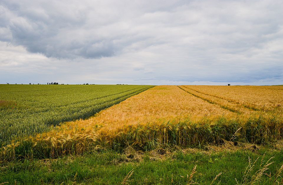 Srbija među svetskim liderima sa 52 ara obradivog zemljišta po stanovniku - uz jedno veliko 