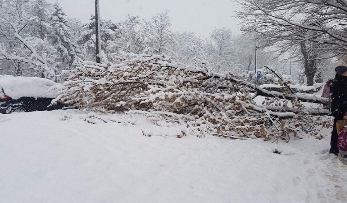 FOTO: Sneg lomi grane i obara stabla po Novom Sadu, potreban dodatan oprez