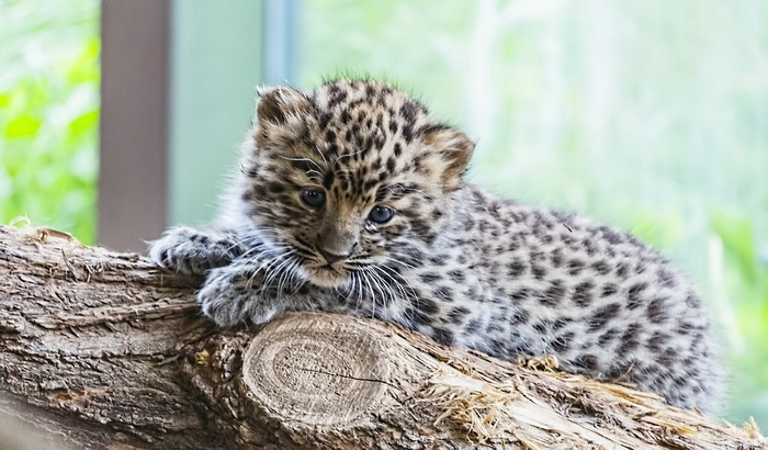 Mladunče leoparda pokušao da prošvercuje u ručnom prtljagu