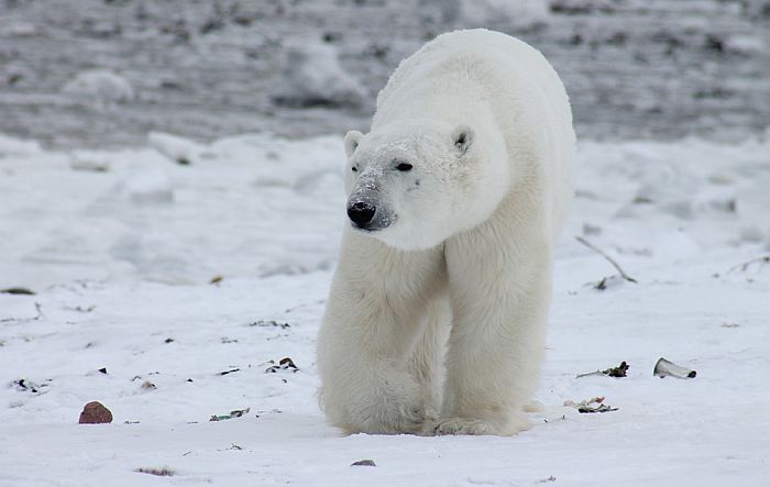 Preti mu godinu dana zatvora zbog ubistva polarnog medveda