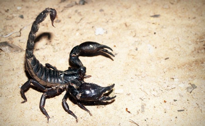 VIDEO: Otrov škorpije je najskuplja tečnost na svetu