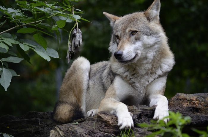 Nemačka: Rasprava o tome da li treba dozvoliti odstrel vukova