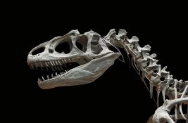 U Argentini otkrivena nova vrsta dinosaurusa: Pogledajte kako su se hranili