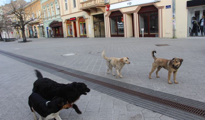 Novosađani više nisu u obavezi da upravniku zgrade prijave broj kućnih ljubimaca