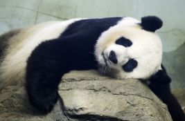 FOTO, VIDEO: U zoo vrtu u Španiji predstavljen par džinovskih pandi iz Kine