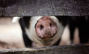 Trihineloza otkrivena kod dve divlje i jedne domaće svinje u Pomoravlju