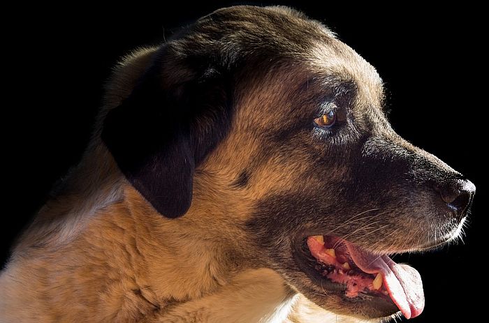 Policija traga za vlasnikom pasa koji su izujedali Subotičane