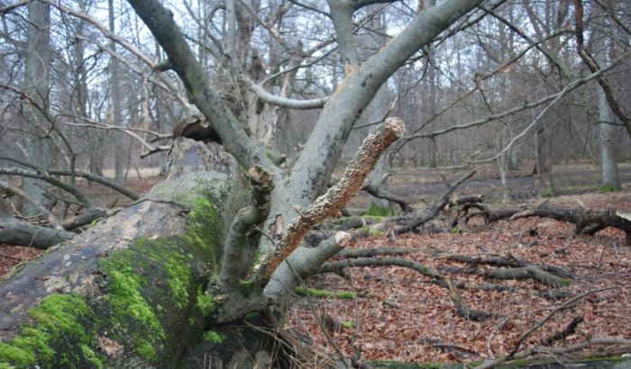 Sedam puta veća šteta u vojvođanskim šumama zbog nepogoda