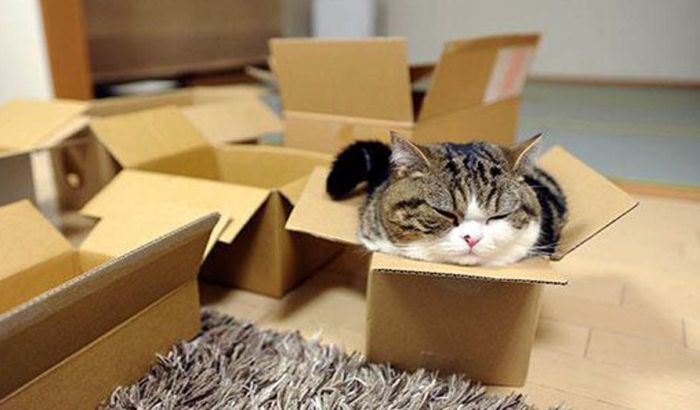 Objašnjeno zašto mačke ne mogu da odole nacrtanim kvadratima i kutijama