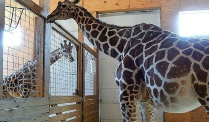 Rođenje male žirafe zoo vrtu doneo veliki prihod