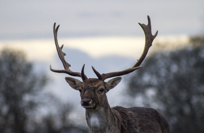 Lovac mislio da je jelen mrtav, ranjena životinja ustala i ubila ga