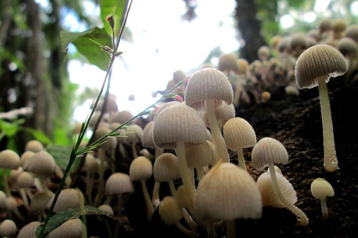Izložba "Čudesne gljive Fruške gore" od ponedeljka u Zavodu za zaštitu prirode