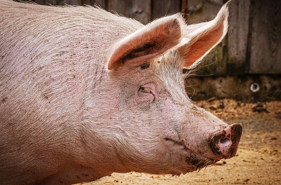 U Srbiji od početka epidemije afričke kuge eutanazirano više od 78.000 svinja