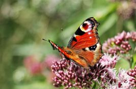 Zemlja u kojoj živi najviše vrsta leptira na svetu