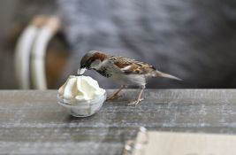 Gost ubio pticu koja je u restoranu pokušala da mu otme kolač